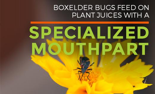 Boxelder bugs feed on plant juices with a specialized mouthpart