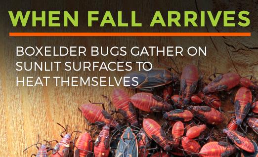 Boxelder bugs gather on sunlit surfaces for warmth